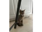 Adopt Autumn a Brown Tabby Domestic Shorthair / Mixed (short coat) cat in