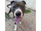 Adopt Kilo a Gray/Silver/Salt & Pepper - with Black Pit Bull Terrier / Mixed dog