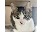 Adopt Oat Bran a Gray, Blue or Silver Tabby Domestic Shorthair / Mixed (short