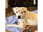 Adopt Olive a White - with Tan, Yellow or Fawn Boxer / Mixed dog in Fairfax
