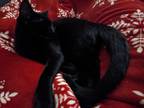 Adopt Fern a Black (Mostly) American Shorthair (short coat) cat in Independence