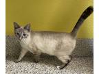 Adopt Georgina a Domestic Shorthair / Mixed cat in Fresno, CA (39046232)