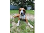 Adopt Gypsy a Hound (Unknown Type) / Mixed dog in Mcclellanville, SC (39005849)