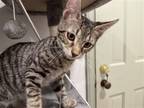 Adopt Argyle a Domestic Shorthair / Mixed (short coat) cat in Devon