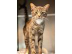 Adopt Rykard a Domestic Shorthair / Mixed cat in Troy, VA (39003601)