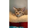 Adopt Magenta a Domestic Shorthair / Mixed cat in Troy, VA (39040923)