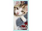 Adopt Dabble and Splash (FCID# 06/15/2023 - 21, 23) C a Domestic Shorthair /