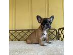 French Bulldog Puppy for sale in Bridgeport, CT, USA