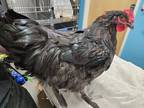 Adopt Mr. Scarlet a Chicken bird in Escondido, CA (39071056)