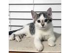 Adopt Rubie a Gray or Blue (Mostly) Domestic Mediumhair / Mixed cat in Garner