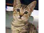 Adopt Willa a Brown Tabby Domestic Mediumhair / Mixed cat in Garner