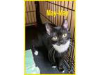 Adopt May-May (FCID# 07/20/2023-107) a Black & White or Tuxedo Domestic