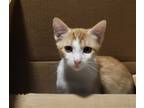 Adopt Colby Jack a Orange or Red (Mostly) Domestic Shorthair / Mixed (short