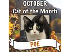 Adopt Poe a Black & White or Tuxedo Domestic Shorthair / Mixed (short coat) cat