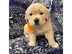 Golden Retriever Puppy for sale in Hermosa, SD, USA