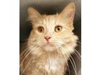 Adopt Leela *bonded With Tweed* a Domestic Mediumhair / Mixed cat in Sheboygan