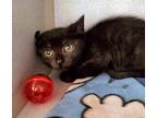 Adopt Shalimar a Domestic Shorthair / Mixed cat in Sheboygan, WI (39069485)