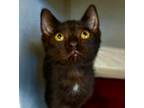 Adopt Nedjem a Domestic Shorthair / Mixed cat in Sheboygan, WI (39069482)