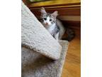 Adopt Mr. Darcy a Gray, Blue or Silver Tabby Domestic Longhair (short coat) cat