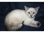 Adopt Nova S a Cream or Ivory (Mostly) Domestic Shorthair / Mixed cat in Los