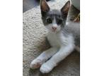 Adopt Eddie a White (Mostly) Domestic Shorthair / Mixed (short coat) cat in
