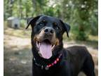 Adopt Cleo a Rottweiler / Mixed dog in Victoria, BC (39035601)