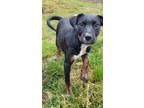 Adopt Jasmine a Black - with White Australian Kelpie / Border Collie / Mixed dog