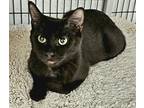 Adopt Karlach a Domestic Shorthair / Mixed cat in Waynesville, NC (39038781)
