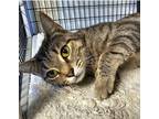 Adopt Shadowheart a Domestic Shorthair / Mixed cat in Waynesville, NC (39038780)