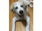 Adopt Harry a White - with Tan, Yellow or Fawn Great Pyrenees / Mixed dog in