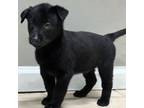 Mutt Puppy for sale in Zionsville, IN, USA