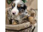Australian Shepherd Puppy for sale in Auburn, IN, USA