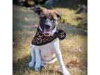 Adopt Minerva a Tan/Yellow/Fawn Shepherd (Unknown Type) / Jack Russell Terrier /