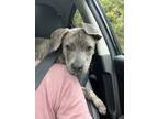 Adopt Royce (23-139 D) a Brindle Mixed Breed (Medium) dog in Saint Johns