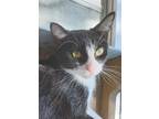 Adopt Cheyenne a Domestic Shorthair / Mixed cat in Lexington, KY (39003925)