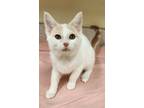 Adopt Spicy Wings a Domestic Shorthair / Mixed cat in Lexington, KY (39069669)