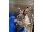 Adopt Bojangle a Other/Unknown / Mixed rabbit in Lexington, KY (39068361)