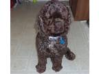Adopt Pokey a Brown/Chocolate Cocker Spaniel / Mixed dog in Cameron Park