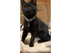 Adopt Budge a All Black Domestic Shorthair (short coat) cat in Mooresville