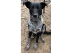 Adopt Quinn a Black - with White Blue Heeler / Border Collie dog in Seguin