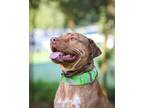 Adopt Cowboy a Brown/Chocolate - with White Mixed Breed (Medium) / Mixed dog in