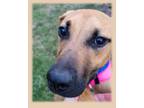 Adopt Fairy a Brown/Chocolate - with Black Boxer / Hound (Unknown Type) dog in