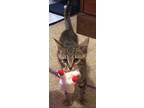 Adopt Archie a Brown or Chocolate Domestic Shorthair / Mixed (short coat) cat in