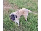 Adopt Bethany a Tan/Yellow/Fawn - with Black Anatolian Shepherd / Mixed dog in