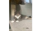 Adopt Darla a Gray, Blue or Silver Tabby Domestic Shorthair (short coat) cat in