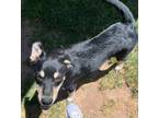 Adopt Jessica's Lilly a Black - with Tan, Yellow or Fawn Doberman Pinscher dog