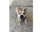 Adopt Winston a White - with Tan, Yellow or Fawn Pit Bull Terrier /