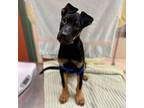 Adopt MARTY a German Shepherd Dog, Mixed Breed