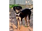 Adopt Josie - 32 lbs! a Black - with Tan, Yellow or Fawn Miniature Pinscher /