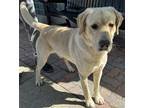 Adopt A768071 a Labrador Retriever